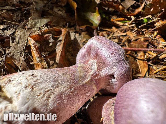 Lila-Dickfuß, Safranfleischiger Dickfuß,  Cortinarius traganus