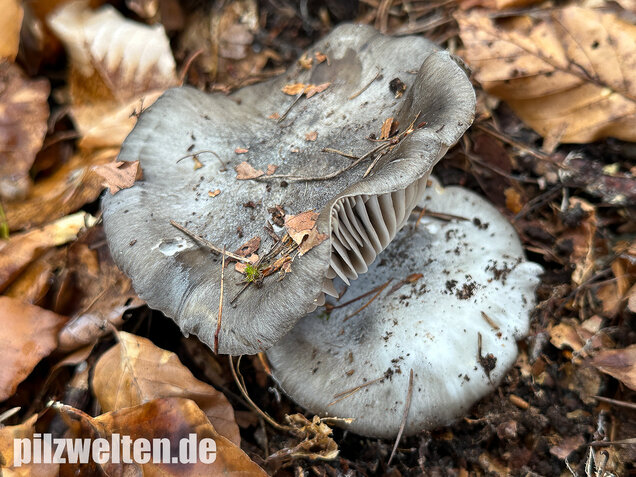 Märzschneckling, Märzellerling, Hygrophorus marzuolus
