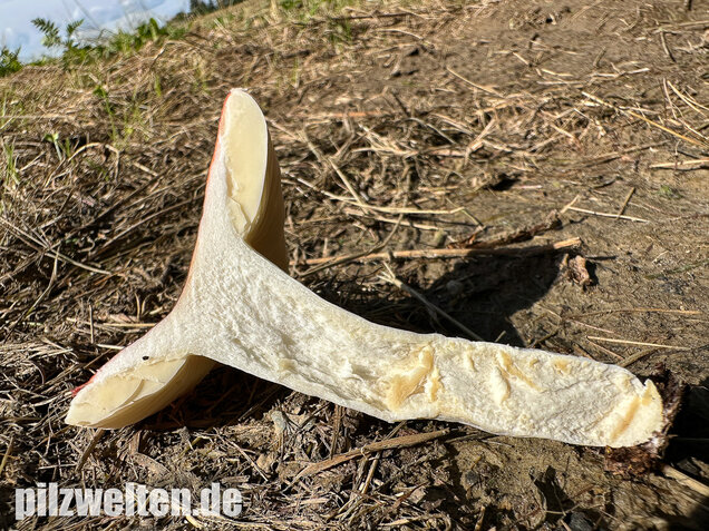 Milder Glanztäubling, Russula nitida