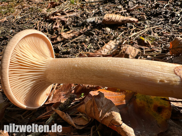 Mönchskopf, Infundibulicybe geotropa