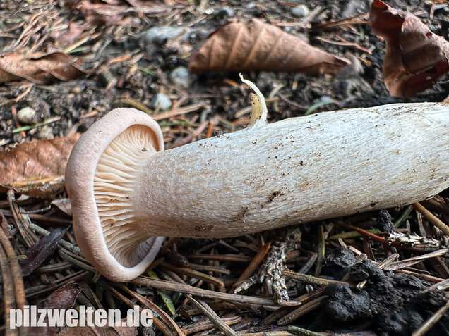Mönchskopf, Infundibulicybe geotropa