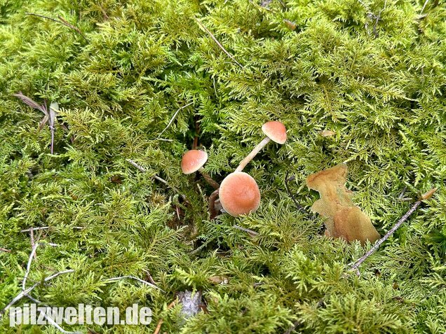 Natternstieliger Schwefelkopf, Hypholoma marginatum