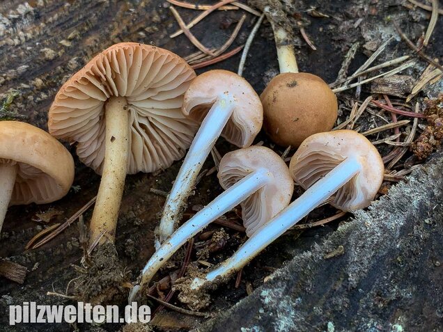 Nelkenschwindling, Marasmius oreades