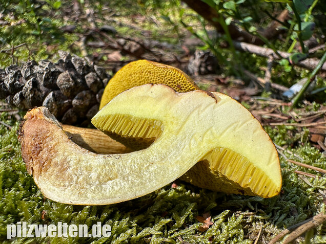 Parasitischer Röhrling, Pseudoboletus parasiticus