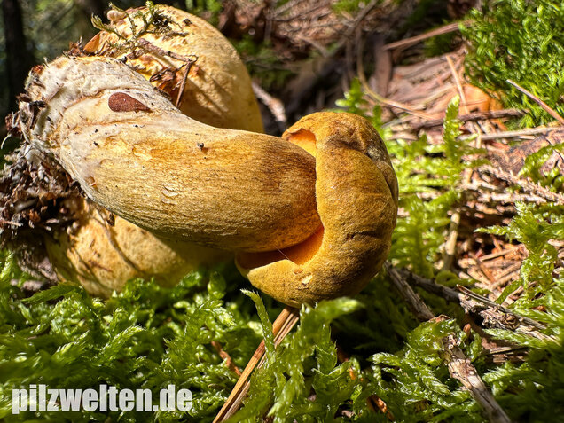 Parasitischer Röhrling, Pseudoboletus parasiticus