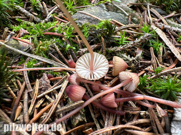 Purpurschneidiger Bluthelmling, Kleiner Bluthelmling, Mycena sanguinolenta