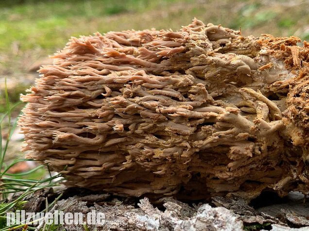 Rotbraune Koralle, Ramaria rubella