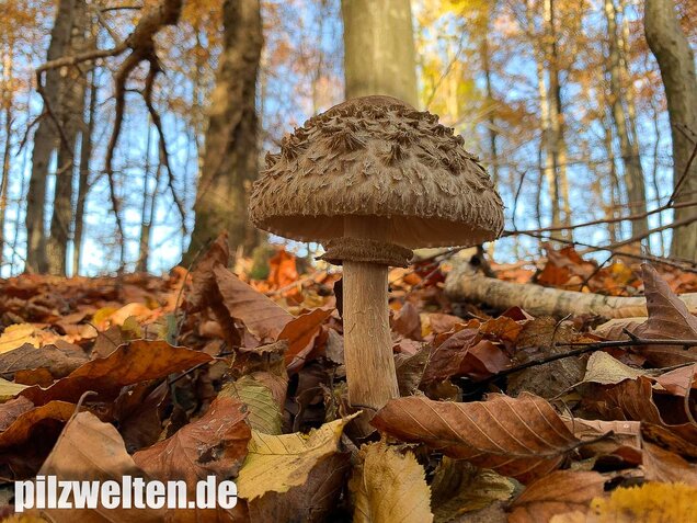 Olivbrauner Safranschirmling, Wald-Safranschirmling, Chlorophyllum olivieri