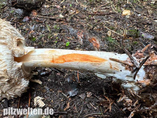Olivbrauner Safranschirmling, Wald-Safranschirmling, Chlorophyllum olivieri
