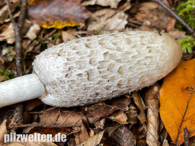 Schopftintling, Coprinus comatus
