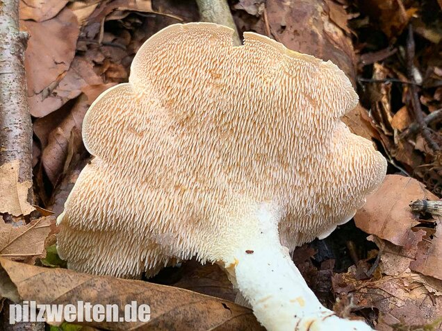 Semmelstoppelpilz, Hydnum repandum