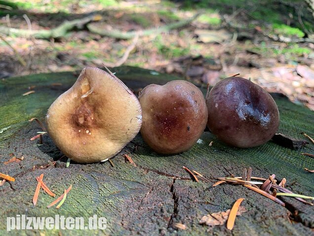 Stachelbeertäubling, Russula queletii