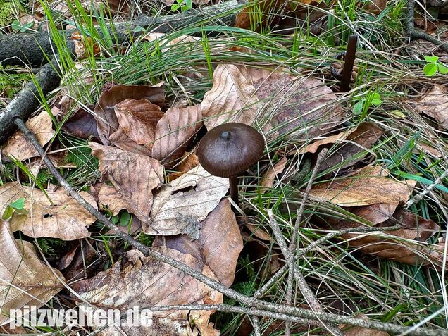 Traniger Rötling, Gebrechlicher Glöckling, Entoloma hirtipes