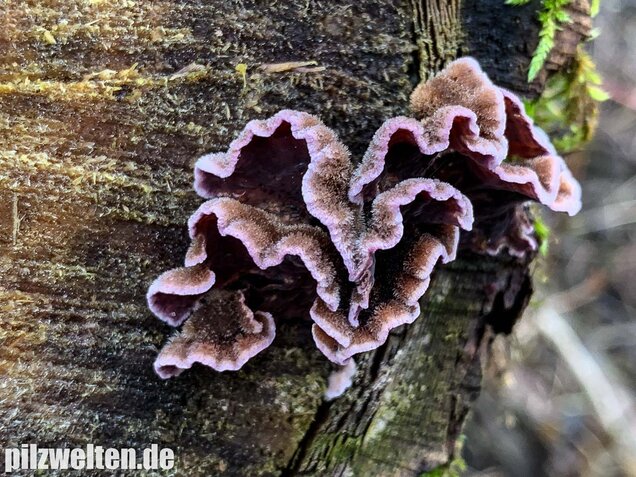 Violetter Knorpelschichtpilz, Chondrostereum purpureum