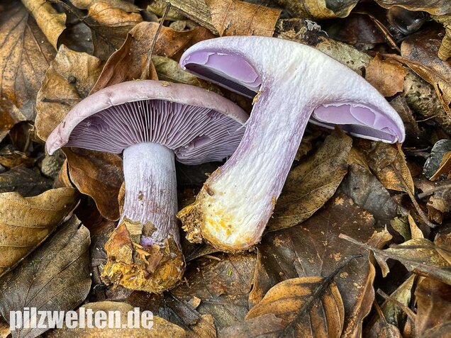 Violetter Rötelritterling, Lepista nuda