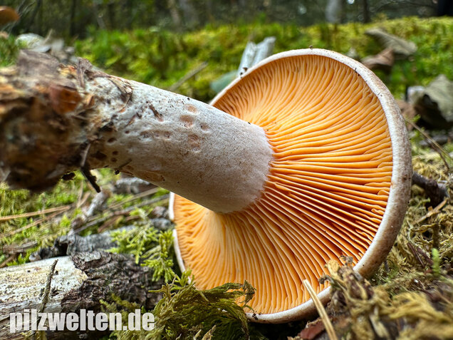 Wechselblauer Edelreizker, Lactarius quieticolor