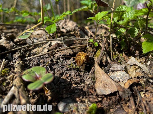 Böhmische Verpel, Verpa bohemica