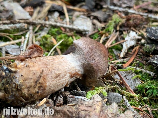 Dunkelbrauner Gürtelfuß, Cortinarius brunneus