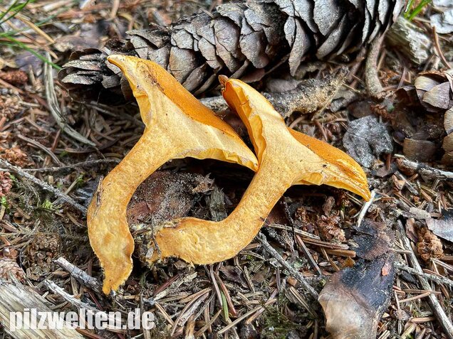 Falscher Pfifferling, Afterleistling, Hygrophoropsis aurantiaca