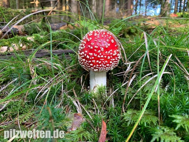 Fliegenpilz, Amanita muscaria