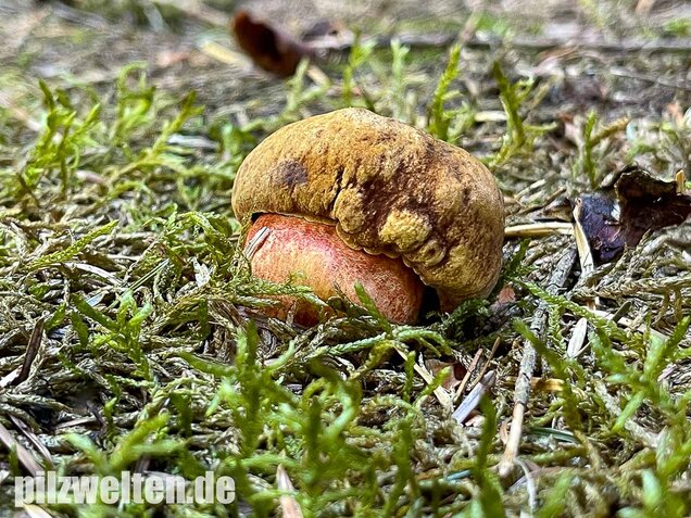 Flockenstieliger Hexenröhrling, Neoboletus erythropus
