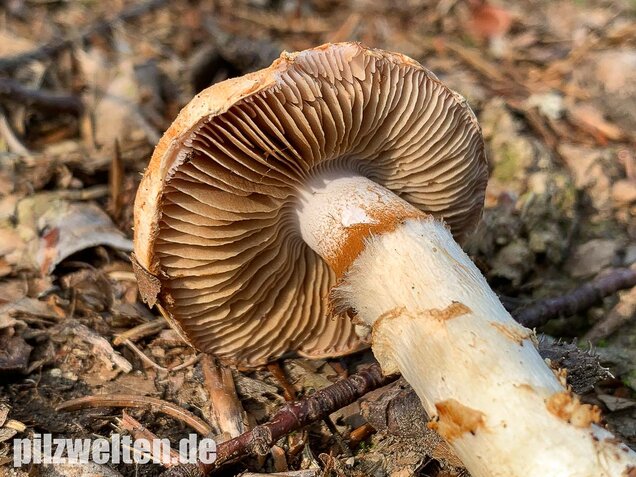 Fuchsigbrauner Schleimkopf, Cortinarius vulpinus
