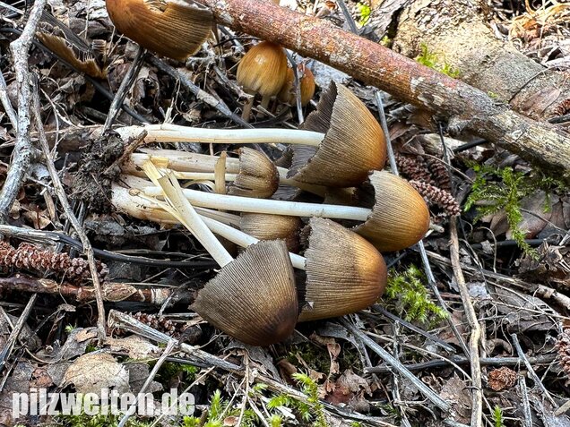 Glimmertintling, Coprinellus micaceus
