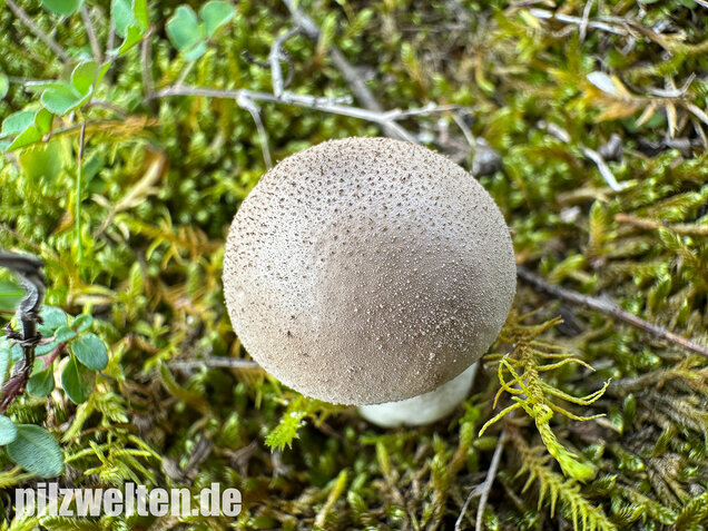 Grauer Stäubling, Trockenrasenstäubling, Lycoperdiscus lividus