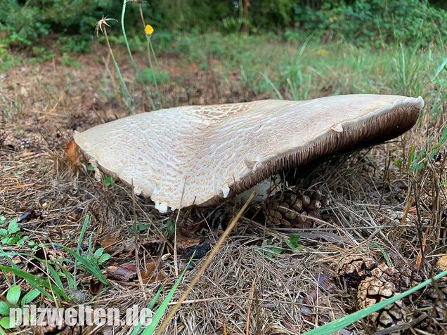 Großsporiger Riesenchampignon, Agaricus urinascens