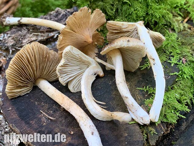 Kegeliger Risspilz, Inocybe rimosa