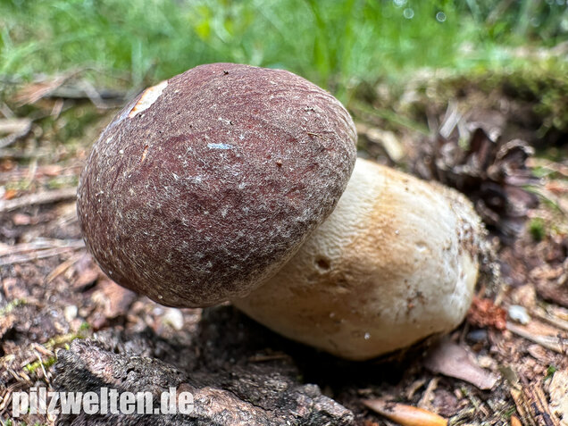 Kiefernsteinpilz, Rothütiger Steinpilz, Boletus pinophilus