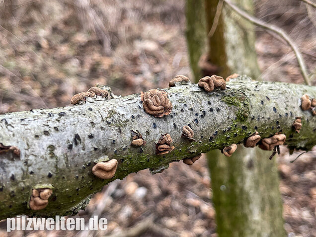 Hasel-Kleiebecherling, Haselbecherling, Encoelia furfuracea