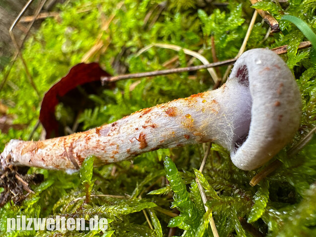 Kupferschuppiger Dickfuß, Cortinarius spilomeus