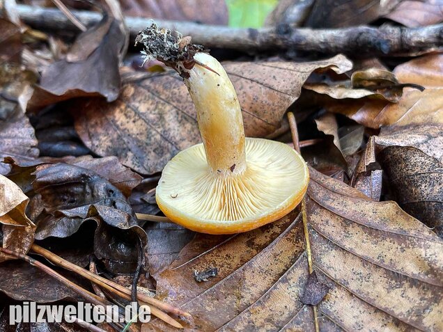 Lärchenmilchling, Lactarius porninsis