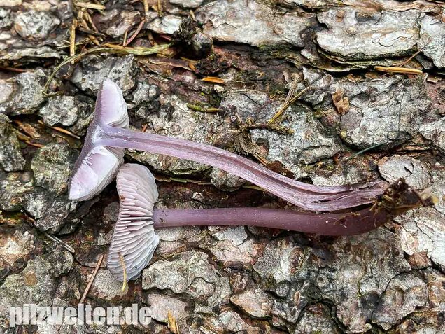 Lila Rettichhelmling, Mycena pura