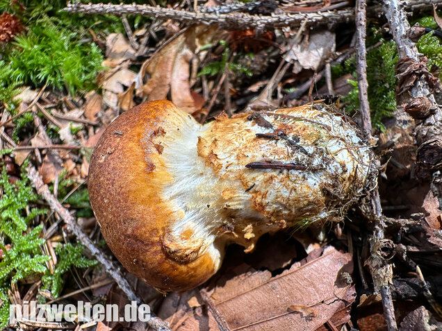 Geschmückter Schleimkopf, Phlegmacium saginum