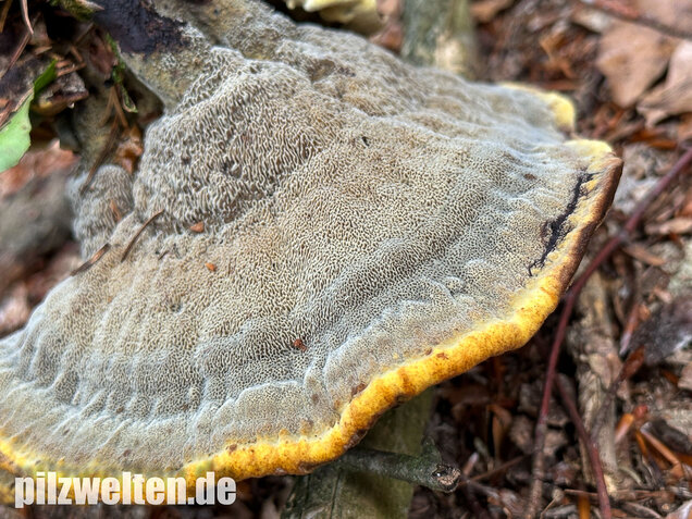 Nadelholzbraunporling, Phaeolus schweinitzii