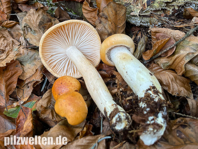 Orangeschneckling, Terpentinschneckling, Hygrophorus pudorinus