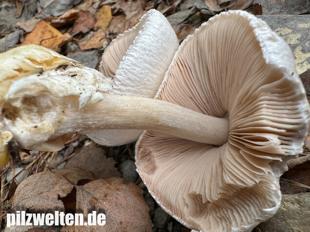 Parasitischer Scheidling, Volvariella surrecta