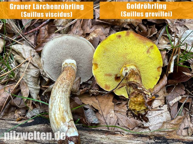 Goldröhrling, Suillus grevillei