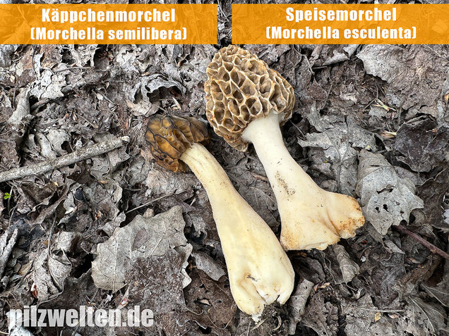 Käppchenmorchel, Morchella semilibera