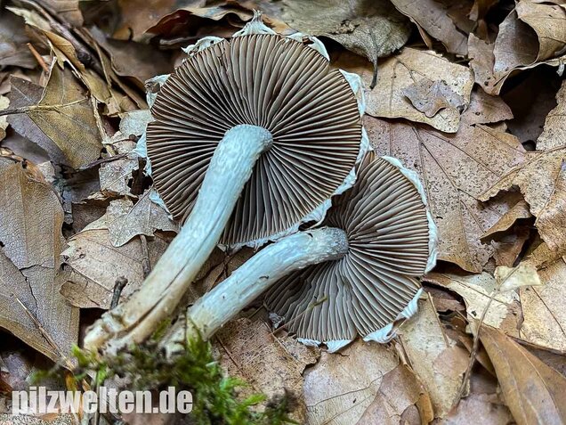 Reichbeschleierter Faserling, Psathyrella spintrigeroides