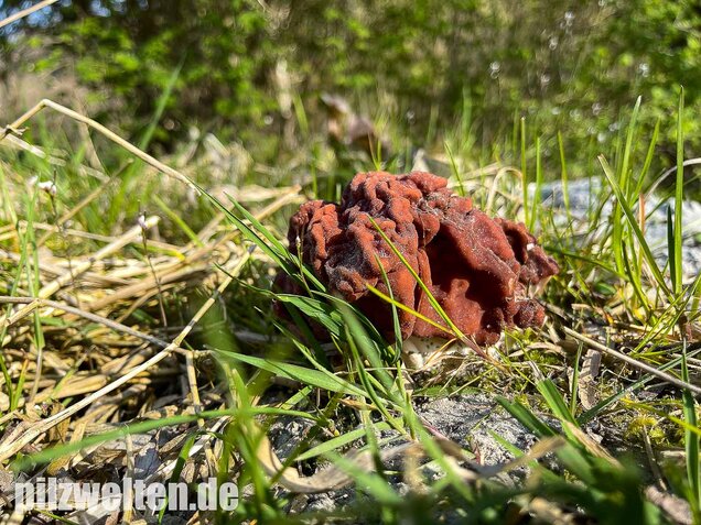 Riesenlorchel, Gyromitra gigas