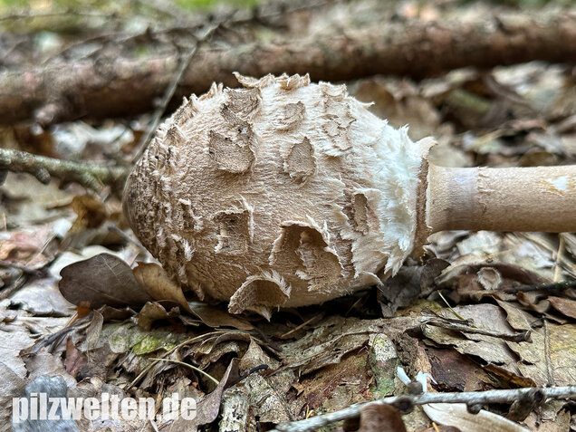 Riesenschirmling, Parasol, Macrolepiota procera