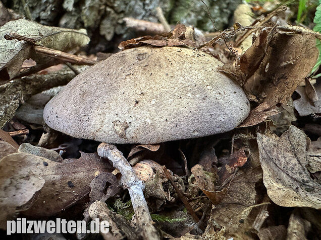 Gelbblättriger Rasling, Rötender Schönkopf, Calocybe favrei