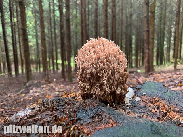 Rotbraune Koralle, Ramaria rubella