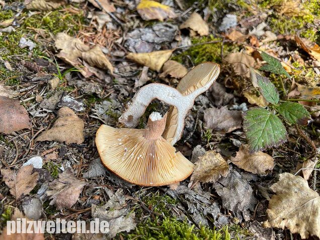 Rotbrauner Milchling, Lactarius rufus