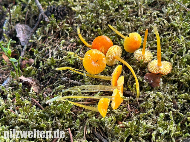 Schleimfußsaftling, Klebriger Saftling, Hygrocybe glutinipes