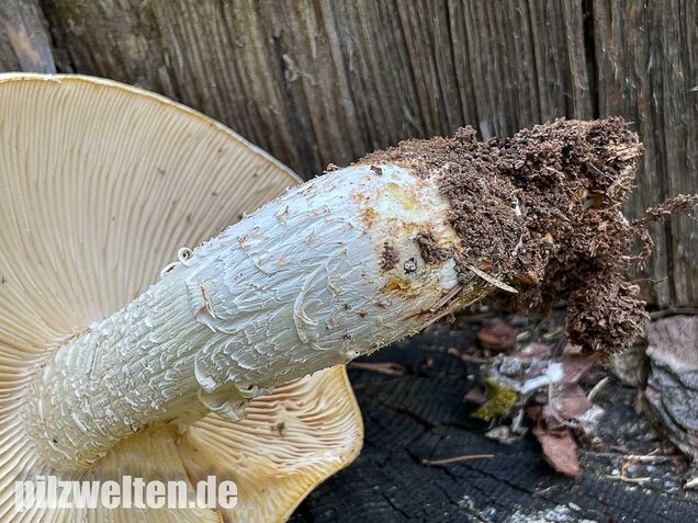 Schuppiger Sägeblättling, Neolentinus lepideus