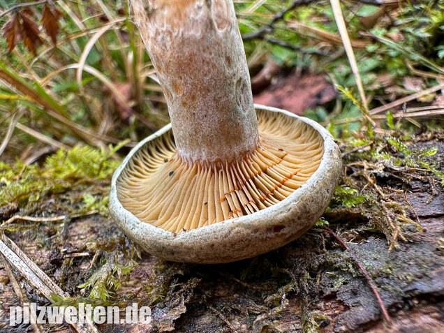 Wechselblauer Edelreizker, Lactarius quieticolor